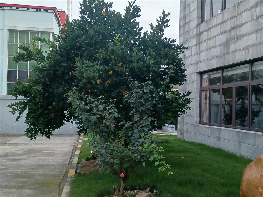 1690300042389105.jpg 2.jpg