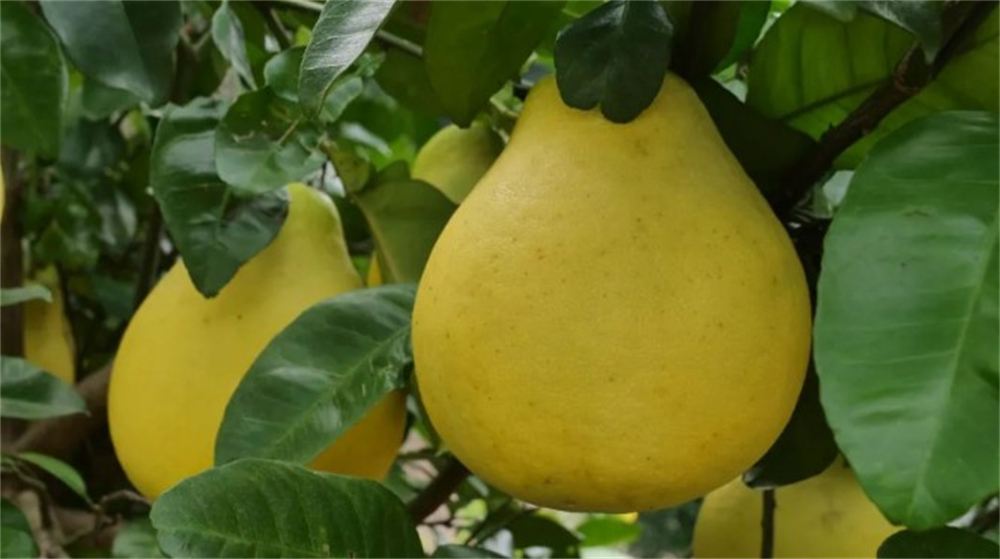 1690300078293412.jpg 5.jpg